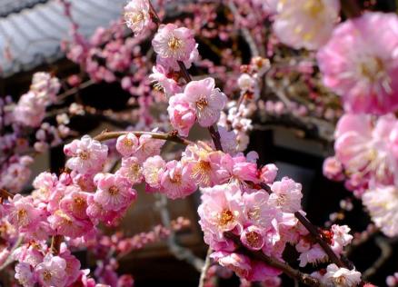 A close-up of pink blossoms on tree branches in spring, with part of a building roof visible in the background.