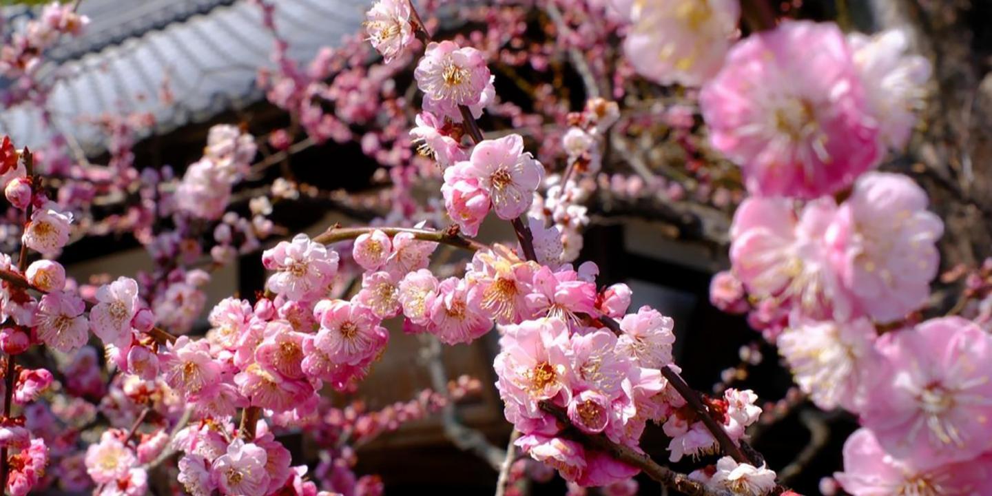 A close-up of pink blossoms on tree branches in spring, with part of a building roof visible in the background.