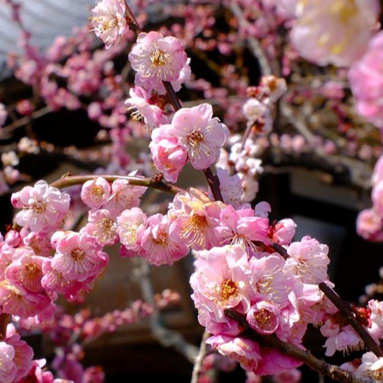 Tuvplāns ar rozā ziedošiem koka zariem pavasarī, fonā redzama ēkas jumta daļa.