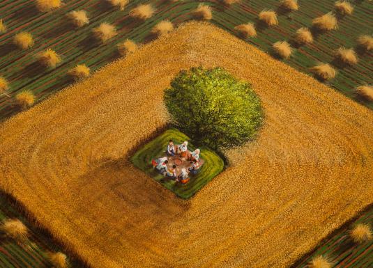 Glezna ar skatu no augšas uz kviešu lauku, kur vidū zem koka sēž cilvēku grupa tautastērpos, baudot maltīti.