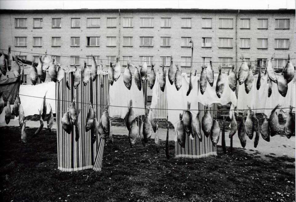 Gvido Kajons. Zivis pie &scaron;ņores. No cikla &ldquo;Tēma 011&rdquo;. 1980&ndash;1990. Arhīva papīrs, tintes druka. LNMM kolekcija. Foto: Gvido Kajons