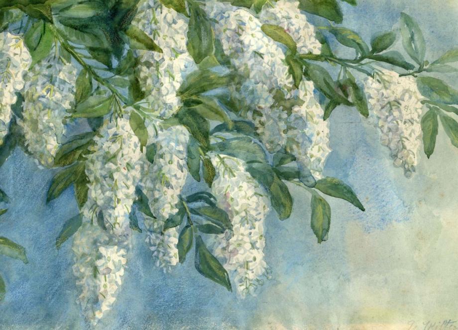 Glezna ar ziedošu koka zaru, uz kura redzamas baltas ziedu ķekaru kopas un zaļas lapas uz gaiši zilgana fona.