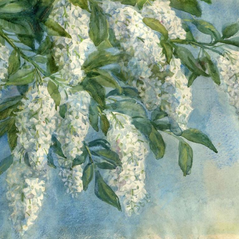 Glezna ar ziedošu koka zaru, uz kura redzamas baltas ziedu ķekaru kopas un zaļas lapas uz gaiši zilgana fona.