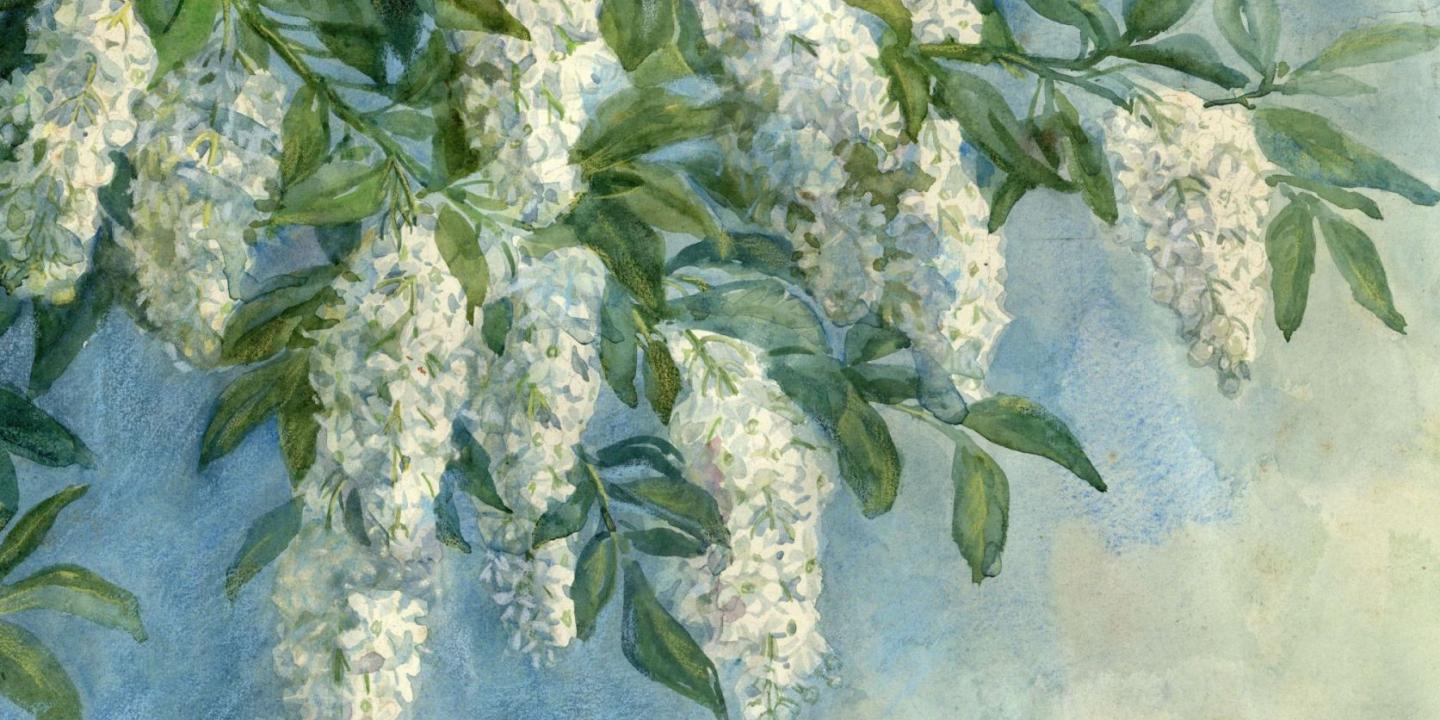 Glezna ar ziedošu koka zaru, uz kura redzamas baltas ziedu ķekaru kopas un zaļas lapas uz gaiši zilgana fona.