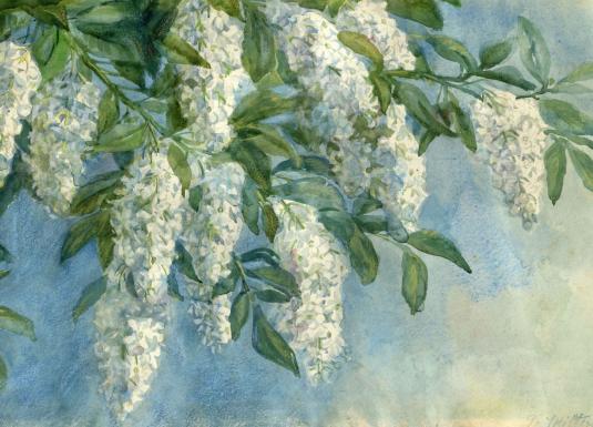 Glezna ar ziedošu koka zaru, uz kura redzamas baltas ziedu ķekaru kopas un zaļas lapas uz gaiši zilgana fona.